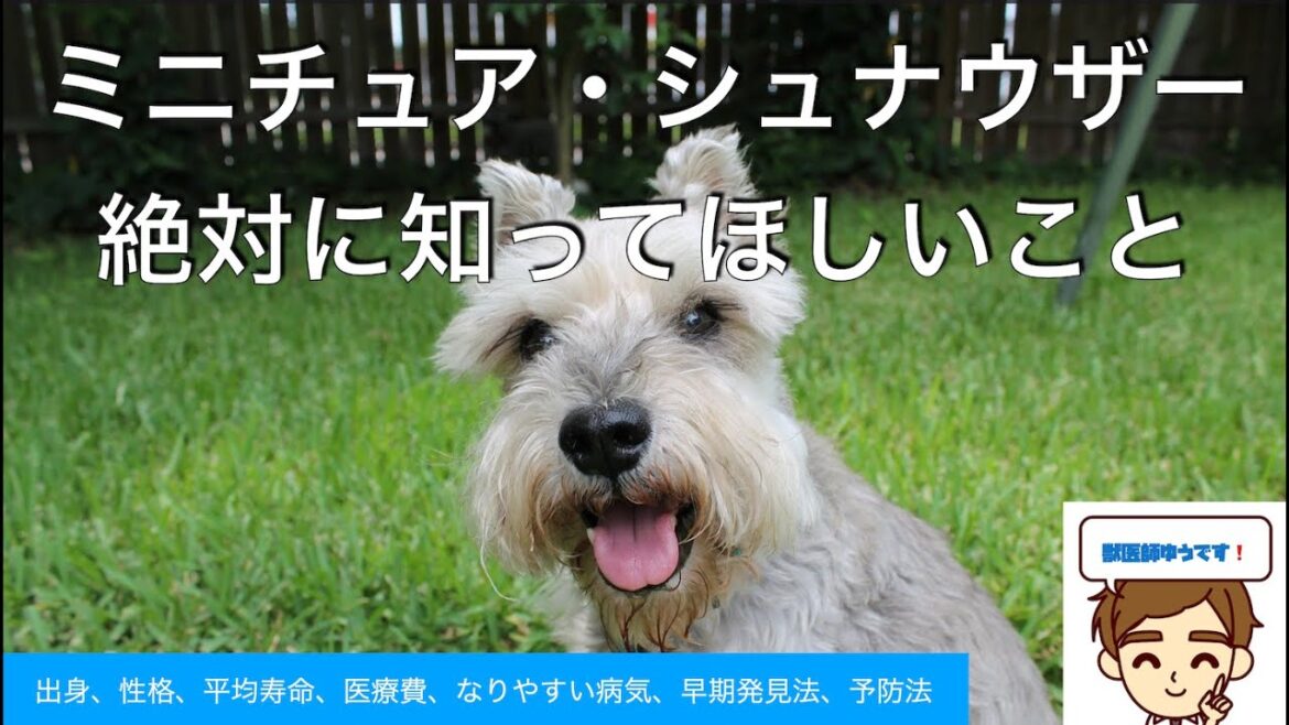 ミニチュアシュナウザーさんを飼う人に絶対に知ってほしいこと【獣医が教える】　〜出身、歴史、性格、寿命、医療費、なりやすい病気、早期発見法、予防法〜
