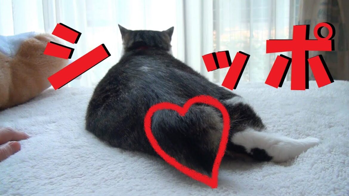 【ボブテイル】短いシッポでピョコピョコ返事をする猫  Tail short cat 「みや&ジオ」 【ボブテイル】短いシッポでピョコピョコ返事をする猫  Tail short cat 「みや&ジオ」