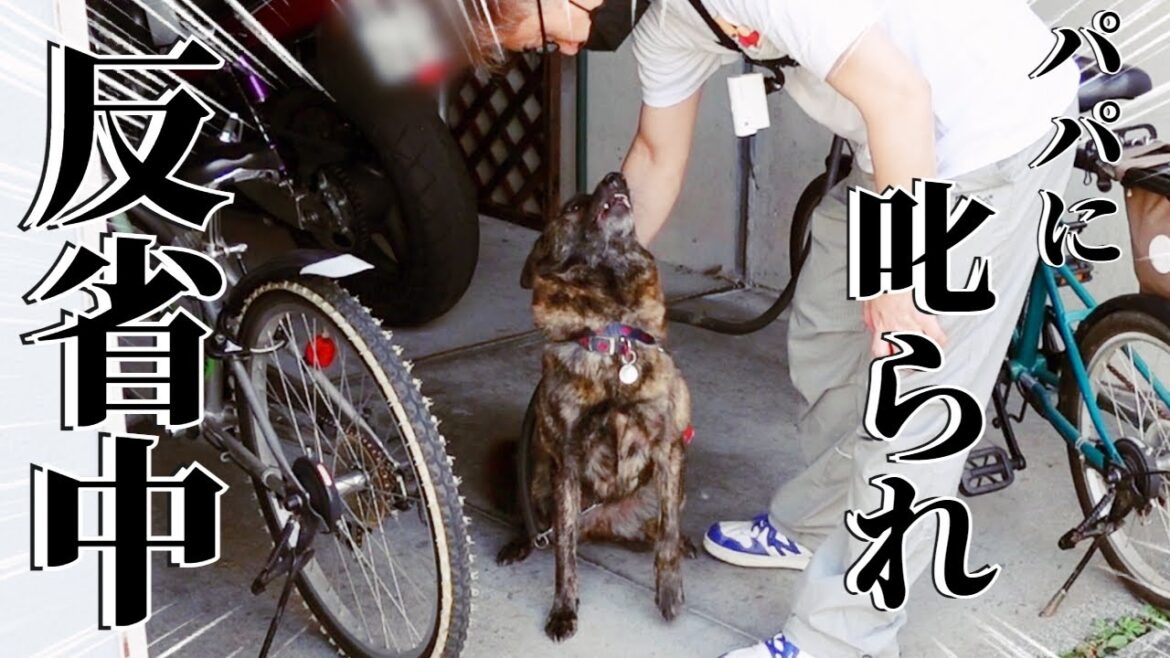 【閲覧注意】テリトリー内にいたよそ者ワンコをつい襲ってしまい叱られる甲斐犬【甲斐犬・柴犬】
