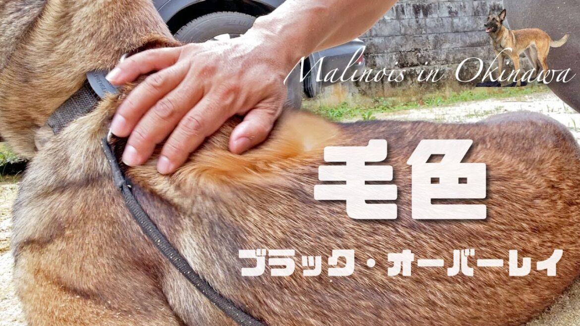 【毛色】ベルジアンシェパード・マリノアを知ろう！