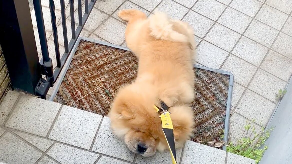 【あと一歩なのに…】お散歩帰り、玄関前で充電切れになったチャウチャウ犬