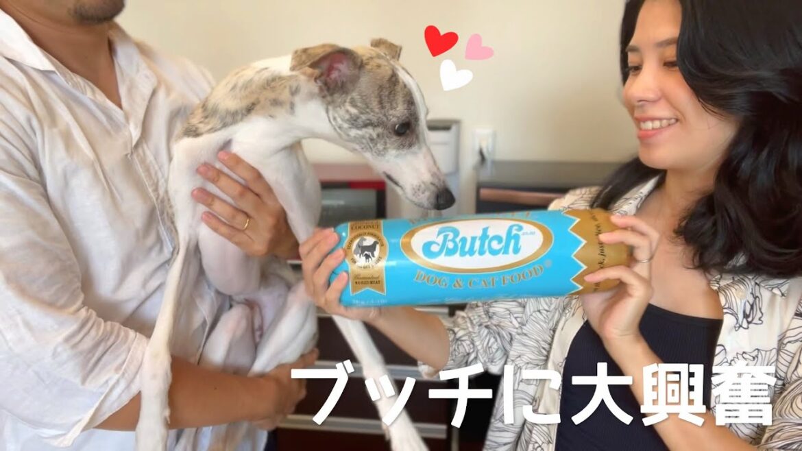 【ウィペット】ブッチ開封で愛犬の食欲がやばすぎる
