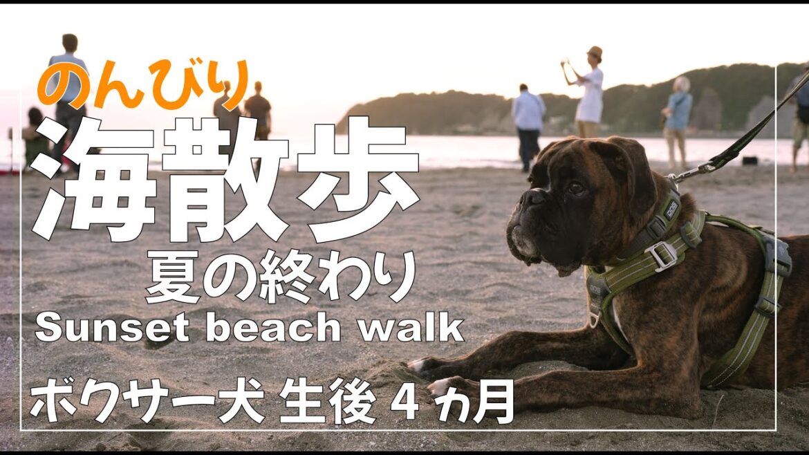 ボクサー犬 子犬と夏の終わりの海を散歩 心地よい風と波音と夕日を楽しんできました ボクサー犬 子犬と夏の終わりの海を散歩 心地よい風と波音と夕日を楽しんできました
