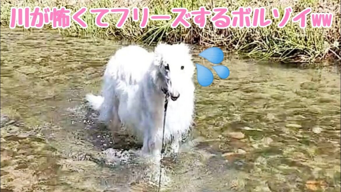 川遊 び が苦手な大型犬ボルゾイがこちらですww