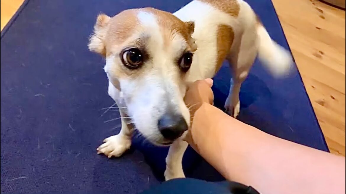 ジャックラッセルテリアと3年間暮らした結果、ただの甘えん坊になってしまいました　Mira Jack Russell Terrier