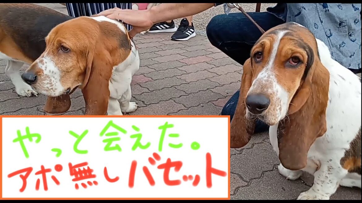 【苦節1年２ヵ月】やっとバセットに会えました