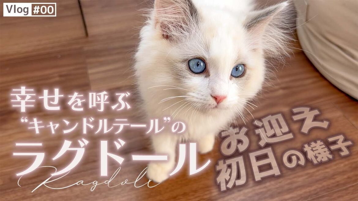 【ラグドール】生後3ヶ月の子猫をお迎えしました【かわいい】 【ラグドール】生後3ヶ月の子猫をお迎えしました【かわいい】