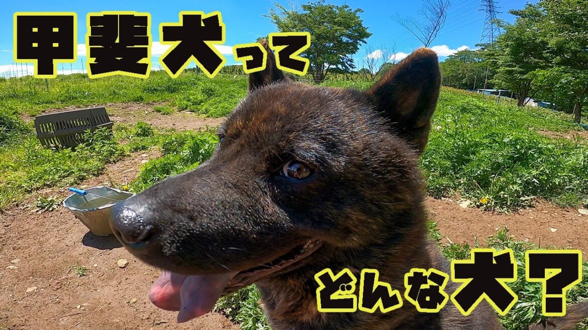 【甲斐犬ってどんな犬？】甲斐犬（熊吉）の魅力について解説します
