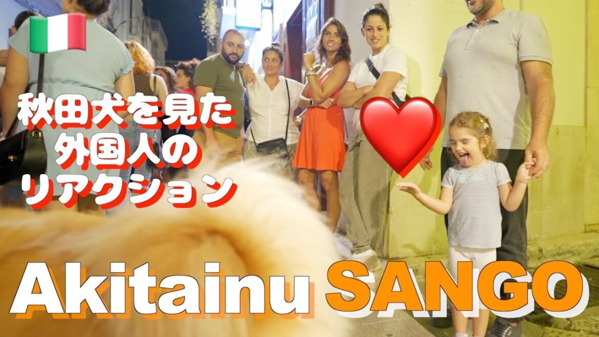 [Akita dogs are very popular ❤️] Italian's reactions  to seeing Akita dog "SANGO"!
