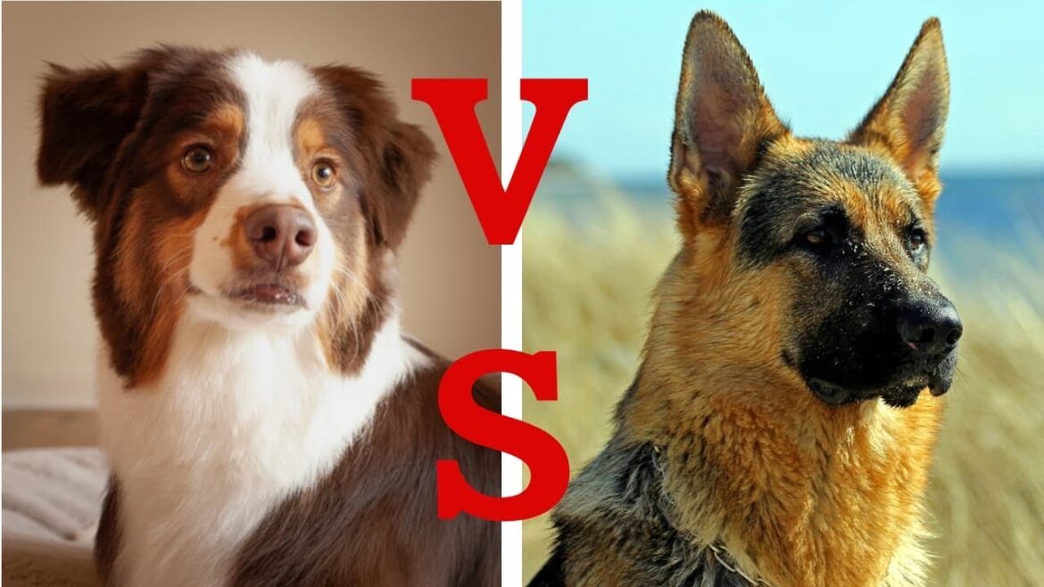 【犬の比較】シェパード VS オーストラリアンシェパード｜客観的なデータ（AKC）をもとに徹底検証｜同じ名前の理由を調べたら衝撃の結果だった