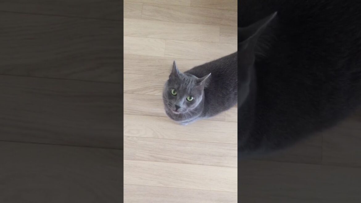 6 yr old Korat cat, Horton, telling me secrets