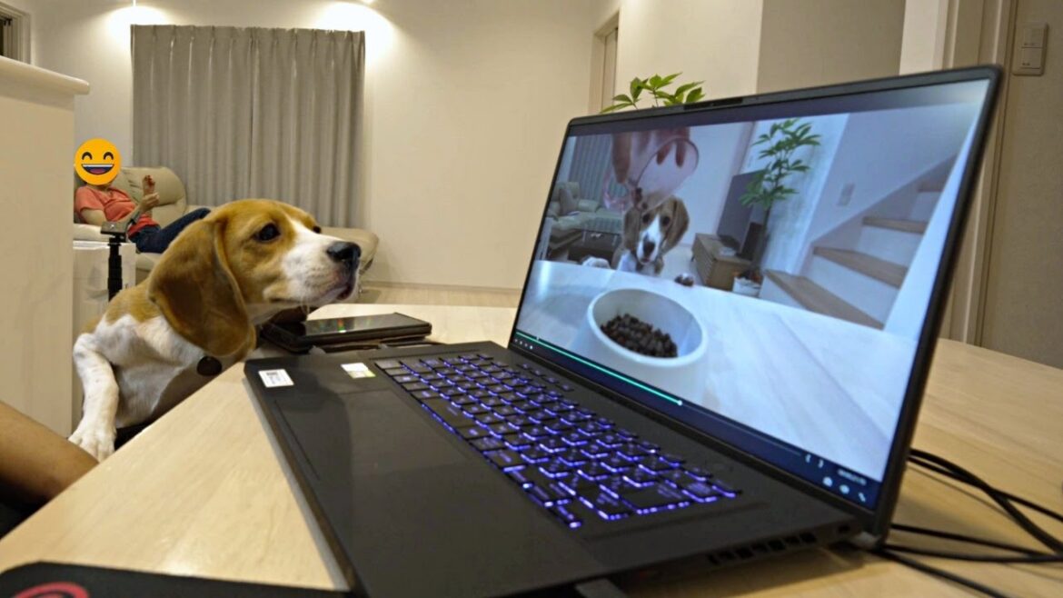 ず～と食べる事ばかりだから耳感度が高すぎるビーグル犬