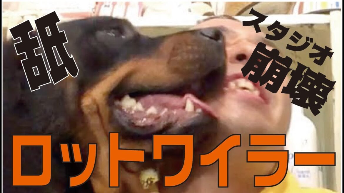 【崩壊!?】強靭な肉体！ロットワイラーSP【松本君大ピンチ!!!】