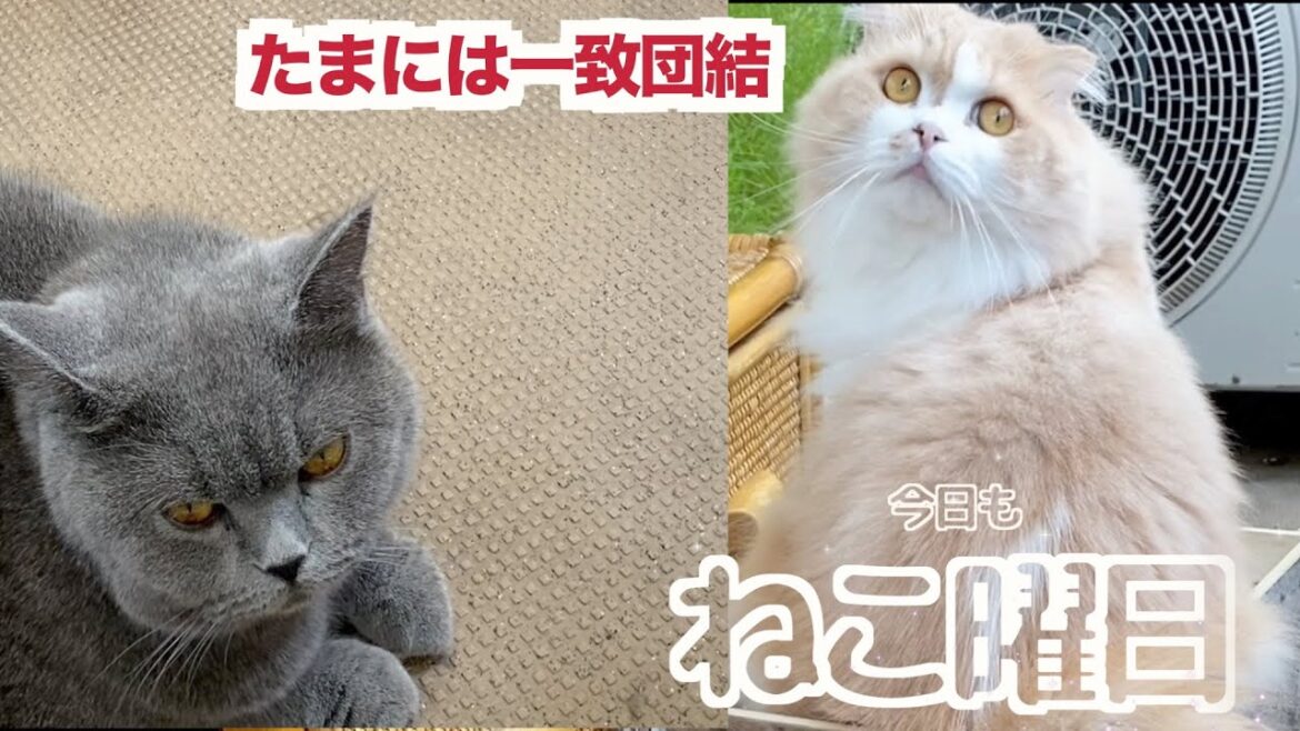 仲良くない猫たちが一致団結【スコティッシュフォールド・ブリティッシュショートヘア】