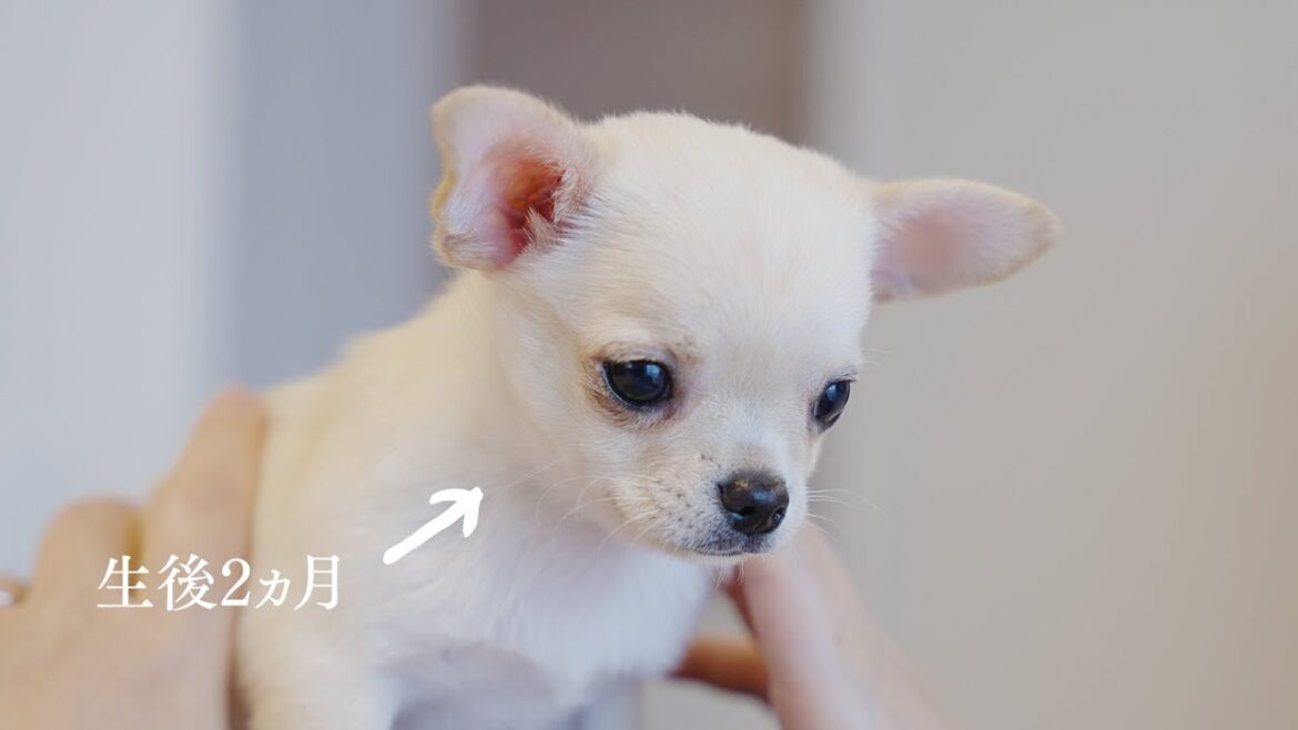 生後2ヵ月のスムースチワワをお迎え。部屋中を探検！