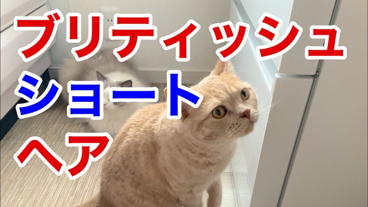 【ブリティッシュショートヘア】どんな猫？飼いやすいってホントかな？