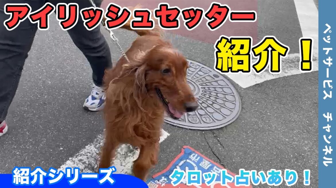 アイリッシュセッターの紹介！