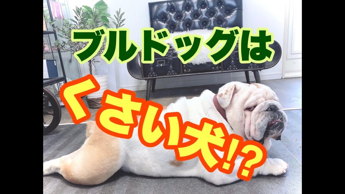ブルドッグは臭い犬❓ブリーダーが持論を語る！！