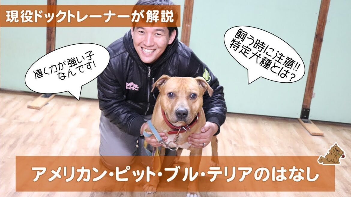 アメリカン・ピット・ブル・テリアは特定犬種で四方囲まれた檻にカギを2個つけなきゃいけない!?(American Pit Bull Terrier)どんな犬?特徴は?飼い方は? アメリカン・ピット・ブル・テリアは特定犬種で四方囲まれた檻にカギを2個つけなきゃいけない!?(American Pit Bull Terrier)どんな犬?特徴は?飼い方は?