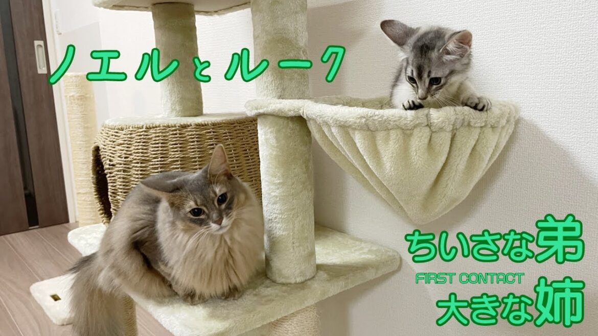 【ソマリ】ノエルは新入りくんと仲良くなれるのか!! 【ソマリ】ノエルは新入りくんと仲良くなれるのか!!