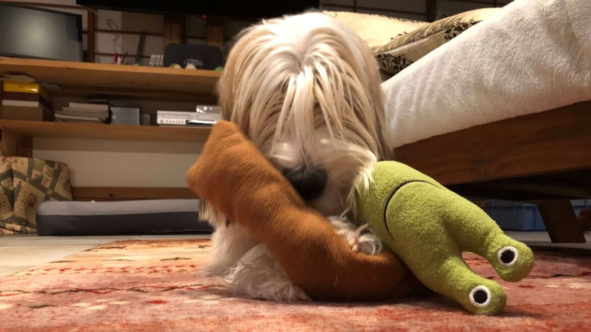 何か分からないけどとりあえず欲しがるプチバセの子犬 何か分からないけどとりあえず欲しがるプチバセの子犬