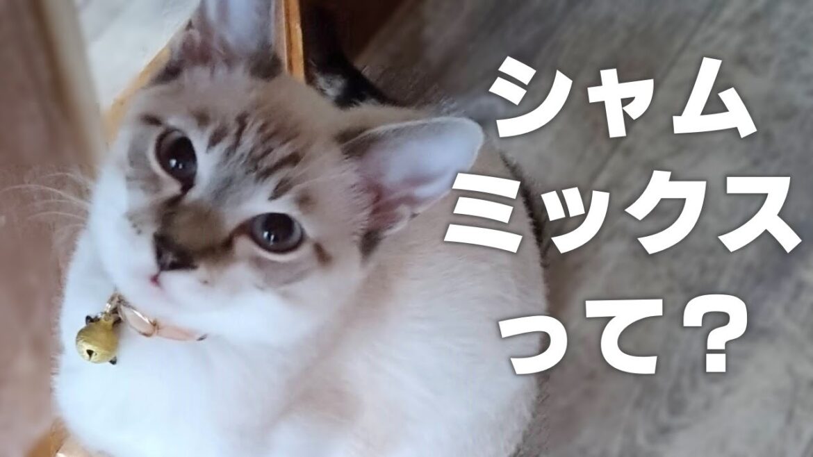 【解説】シャムミックス猫の魅力【特徴や性格】