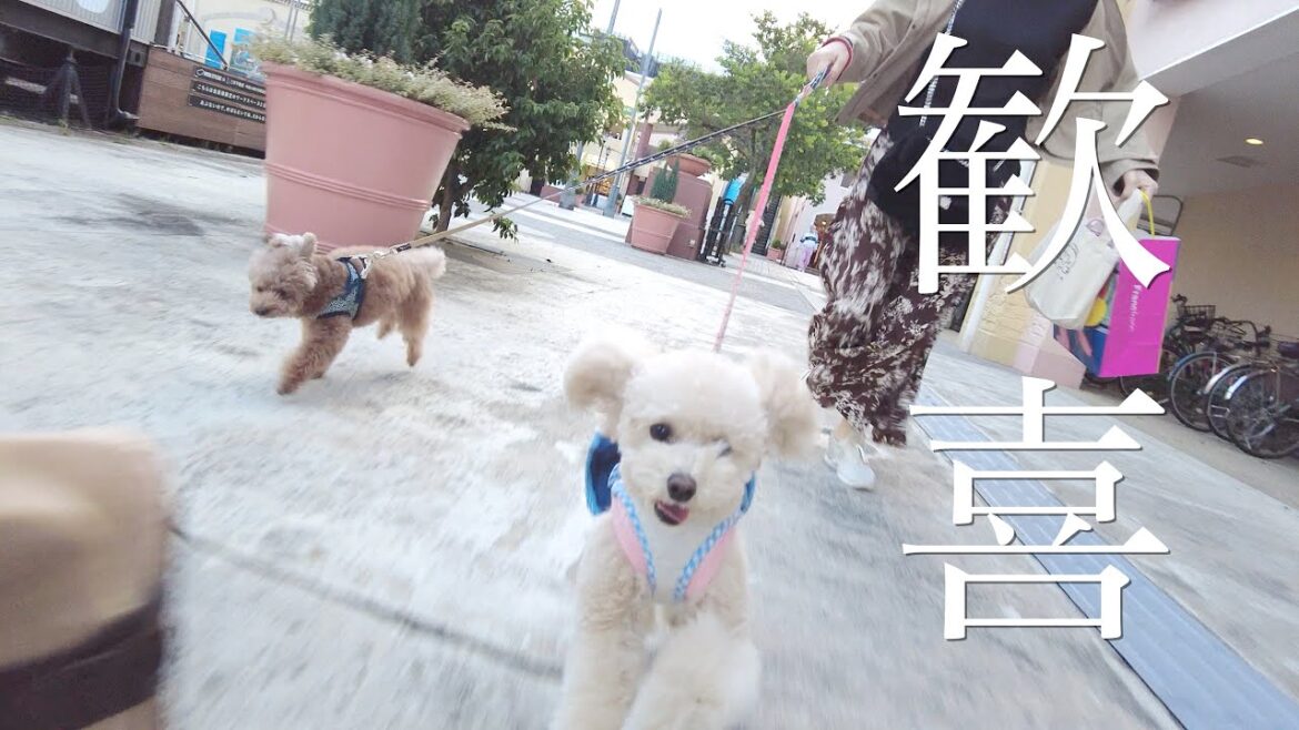 初めてのアウトレットに大喜びの妹犬がこちらです【トイプードル】 初めてのアウトレットに大喜びの妹犬がこちらです【トイプードル】