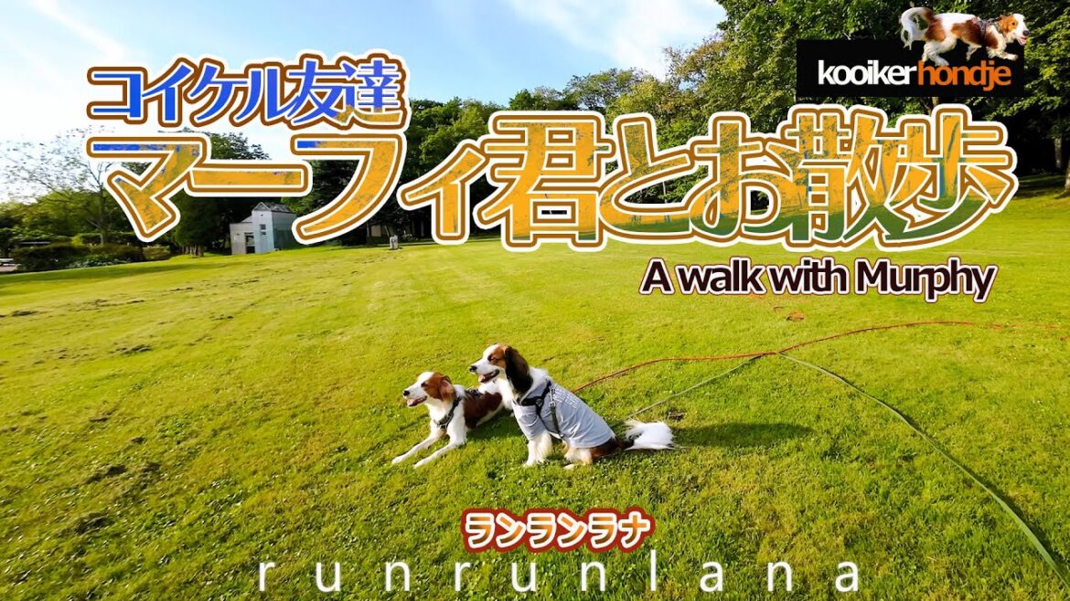 #62 希少犬友達マーフィ君とお散歩