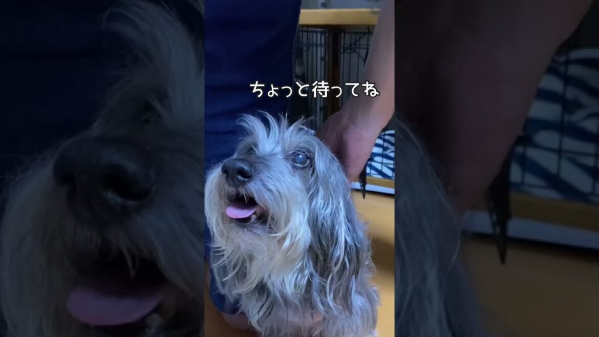 お留守番の後のドタバタ【ミニチュアダックスワイヤー】