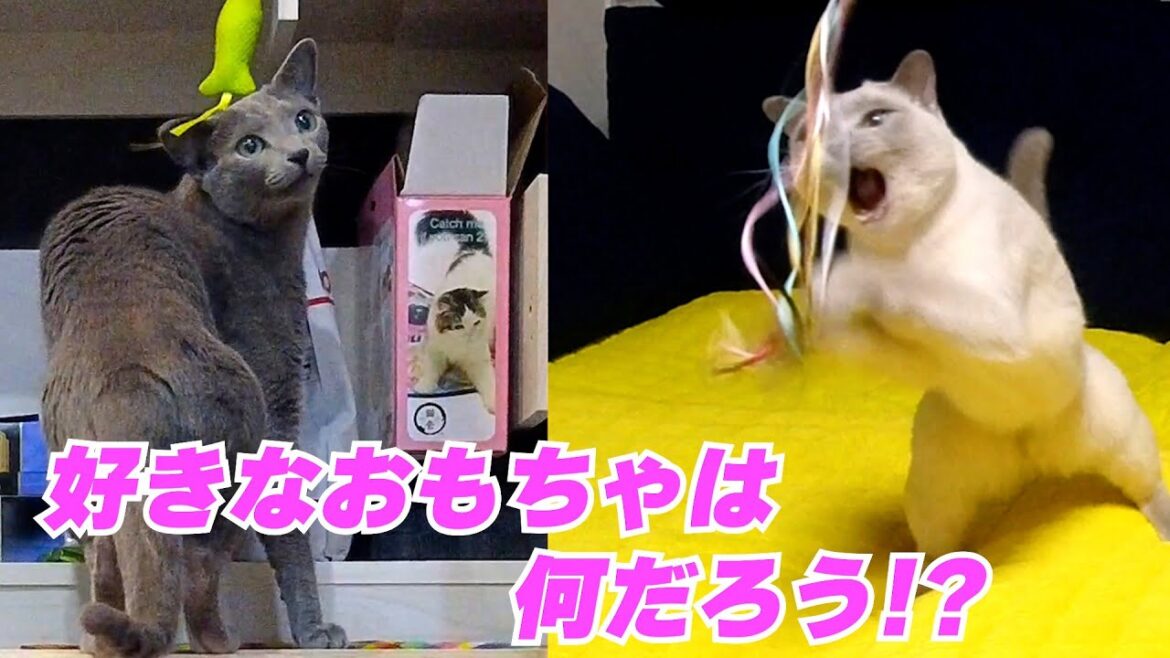 【一緒に遊ぶ?】【ロシアンブルー×トンキニーズ】興味がないとはこういうこと(#111) 【一緒に遊ぶ?】【ロシアンブルー×トンキニーズ】興味がないとはこういうこと(#111)