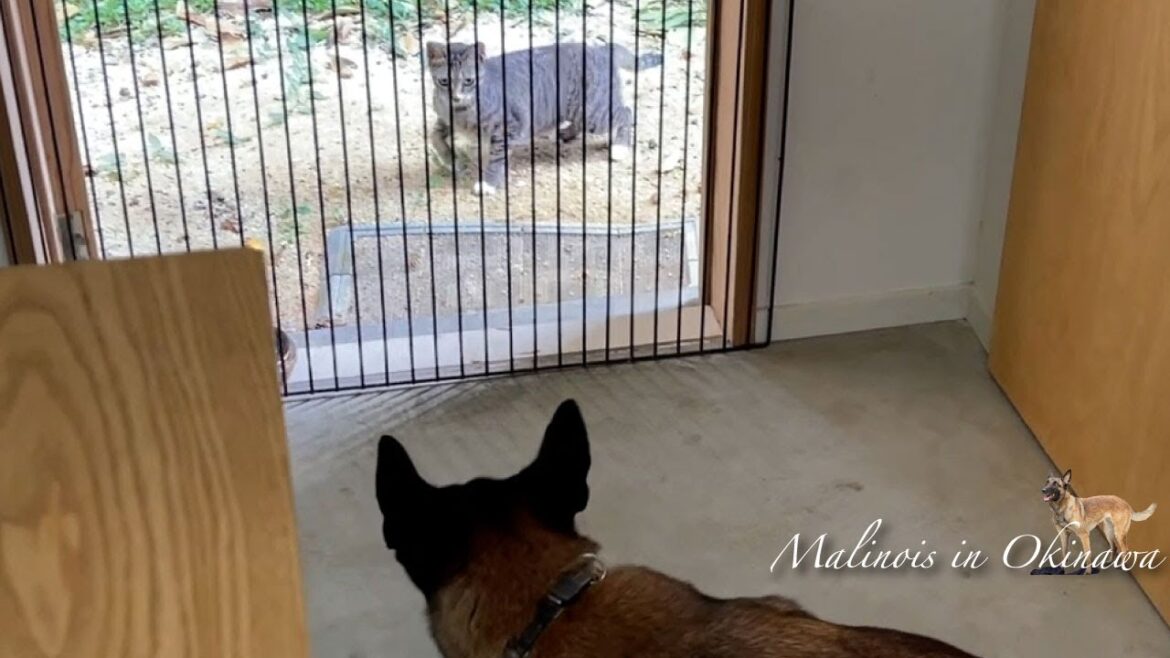 一触即発！互いに驚くネコとシェパードマリノア瞬間映像。