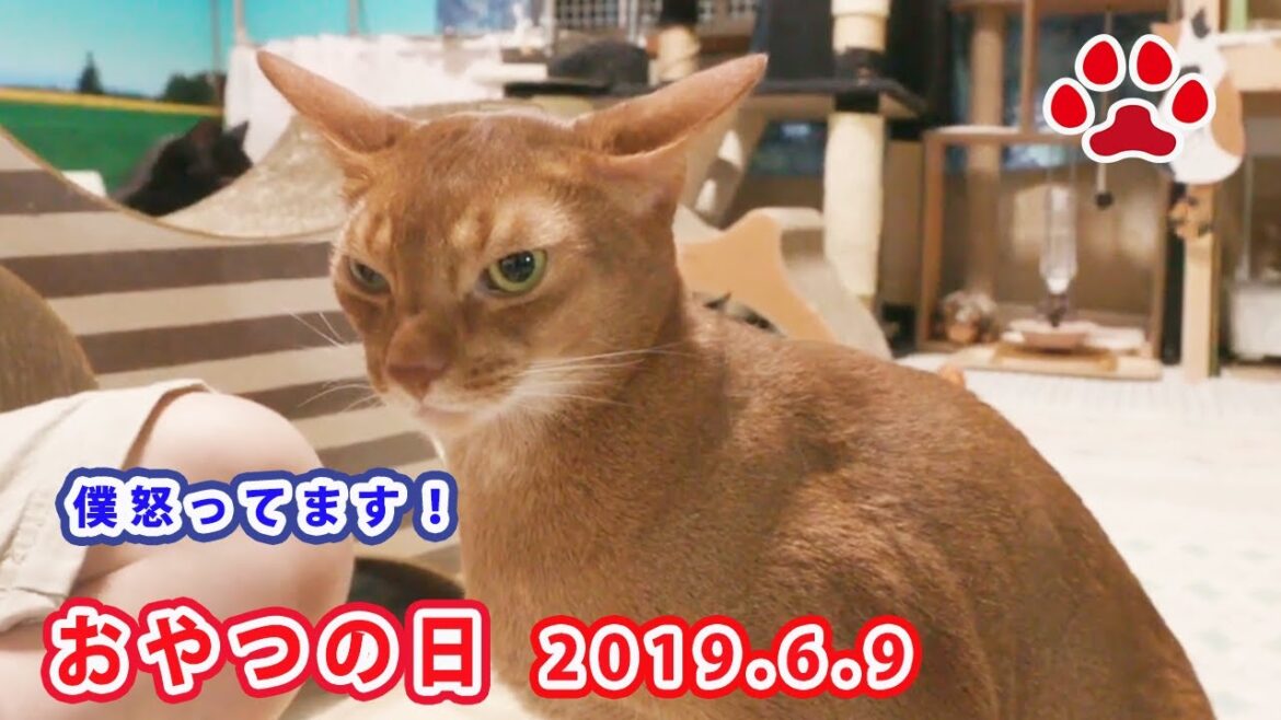 アビシニアン無言の抗議か！突然のフリーズする。2019.6.9 ちゅーる   Churu. June 9, 2019 【Miaou みゃう】