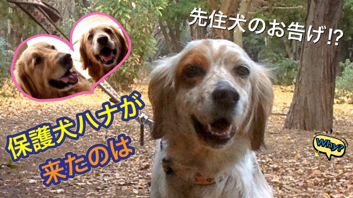 保護犬ハナ保健所から登場!!【元保護犬 イングリッシュセッター】