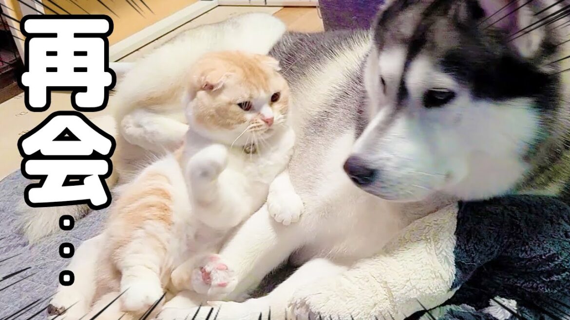 最愛のハスキー犬との再会に嬉しすぎてニャーニャー甘える子猫がこちら… 最愛のハスキー犬との再会に嬉しすぎてニャーニャー甘える子猫がこちら...