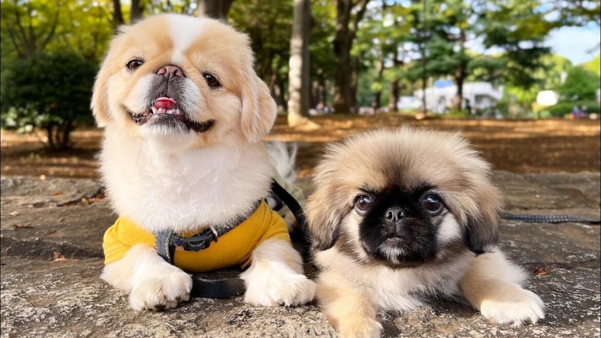 ☆駒沢わんこ祭2022☆ペキニーズ 盛りだくさん！弟ティミーは初参加！！