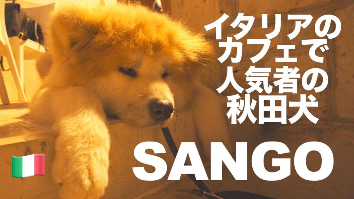 Popular Akita dog "SANGO" in Italian bar