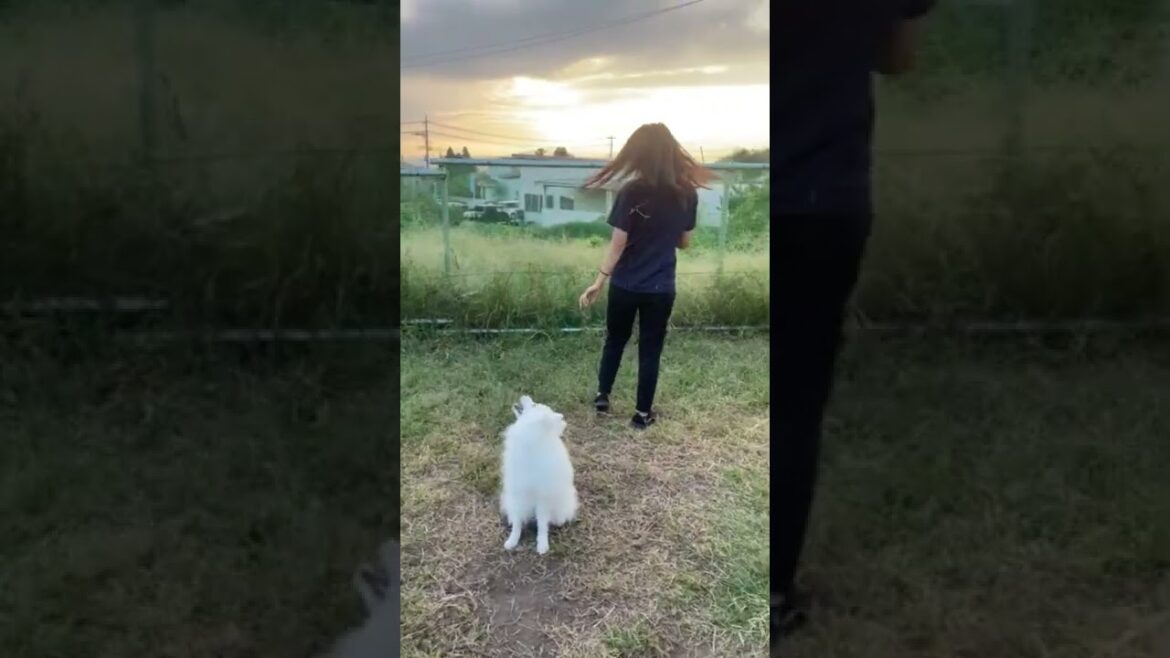 飼い主の真似っこが好きな日本スピッツ