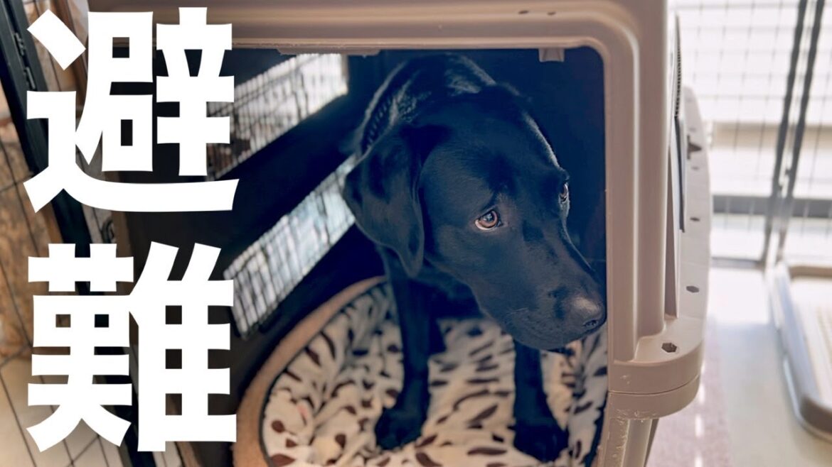 うちの犬が急いで『ハウス』する理由３選［ラブラドールレトリバー］