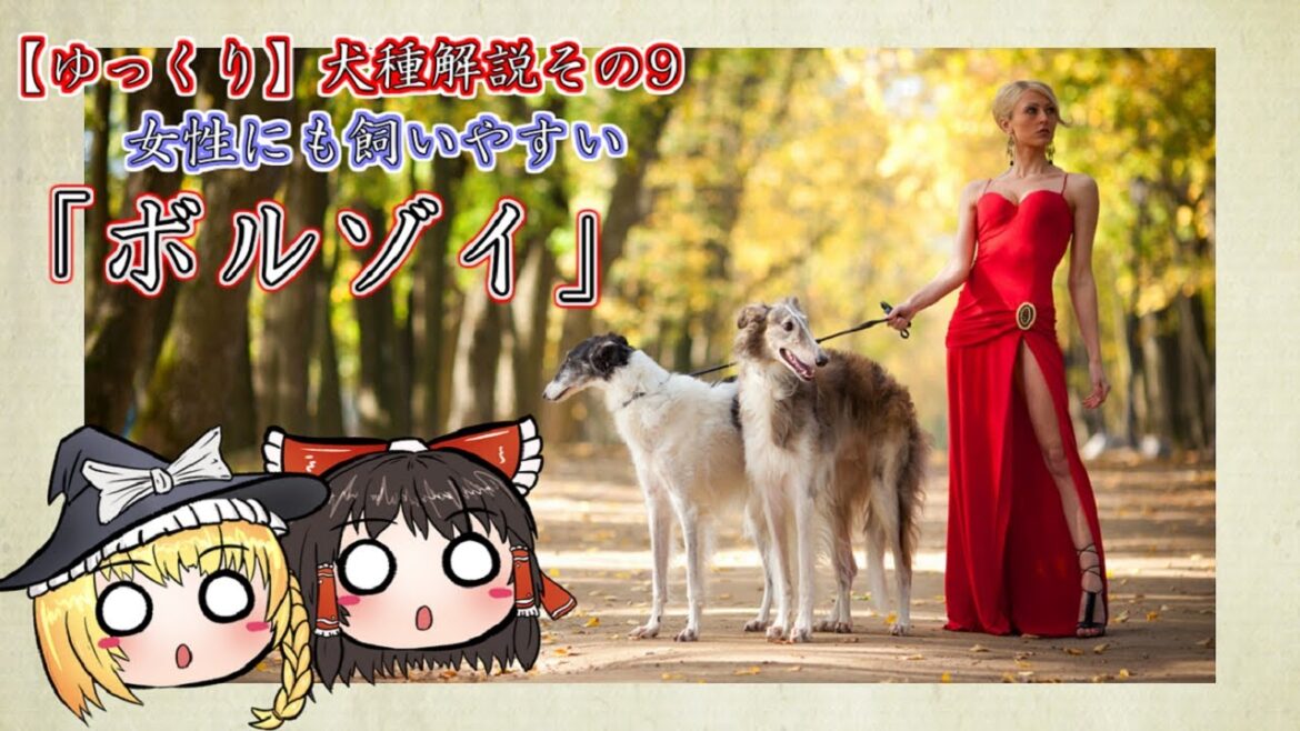 ロシアのイケメン貴族犬「ボルゾイ」【ゆっくり犬種解説】その9