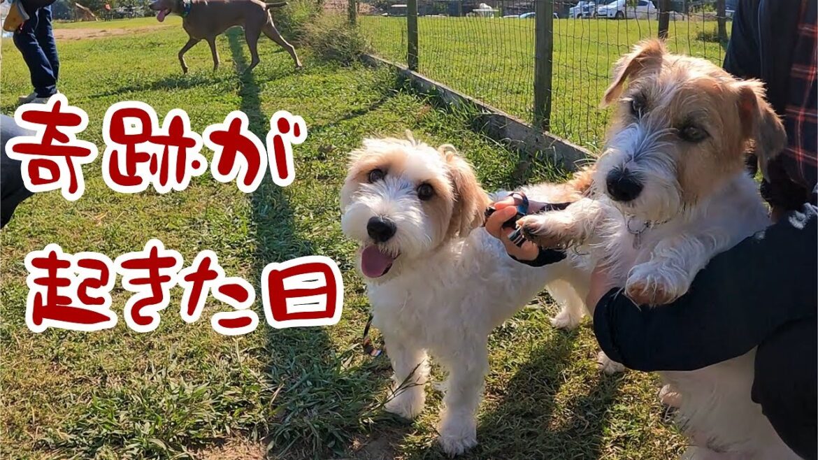 【ジャックラッセルテリア】たまたま行ったドッグランで奇跡が起きました