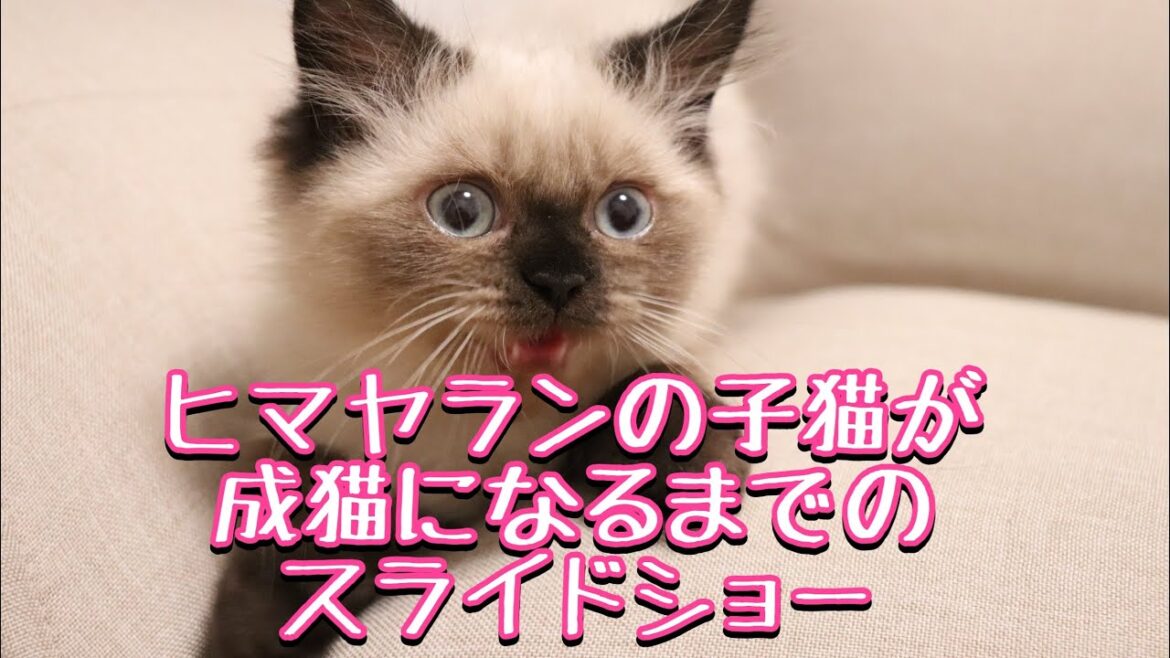 癒し猫　ヒマラヤン　成長スライドショー