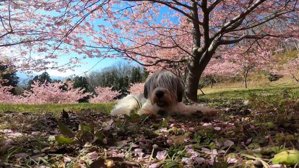 ＊Polish Lowland Sheepdog＊Polski Owczarek Nizinny＊ポーリッシュ・ローランド・シープドッグ大吉と美しの桜＊