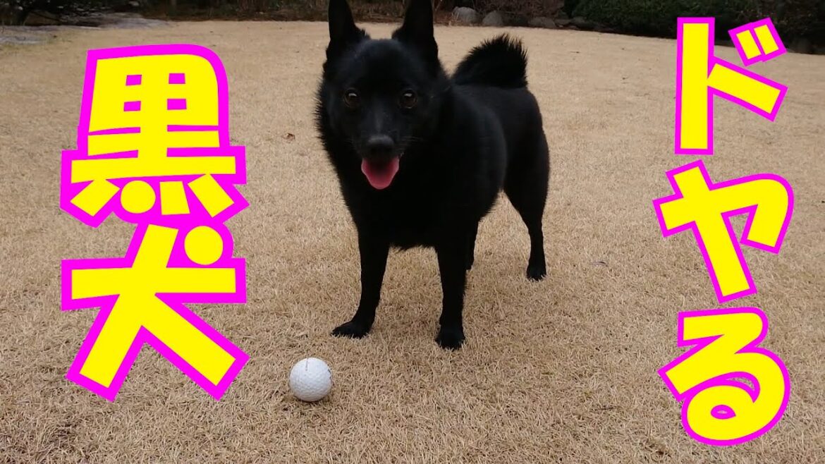 大事なものを加えたまま消える黒犬【スキッパーキ クー】