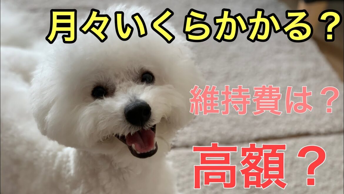ビションフリーゼを飼うと月々どれくらいお金がかかるの？リアルな金額をお伝えします【本当に高額？】