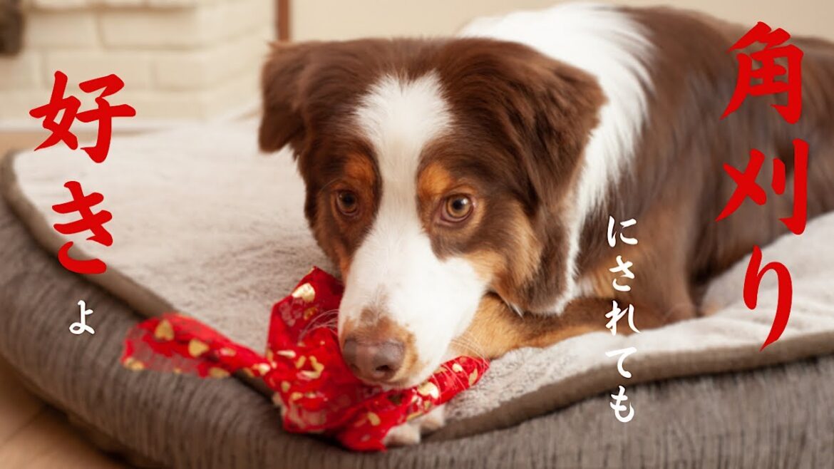 【必見】オーストラリアンシェパード（牧羊犬）飼いたい人集合！かわいいところ5選｜見た目編