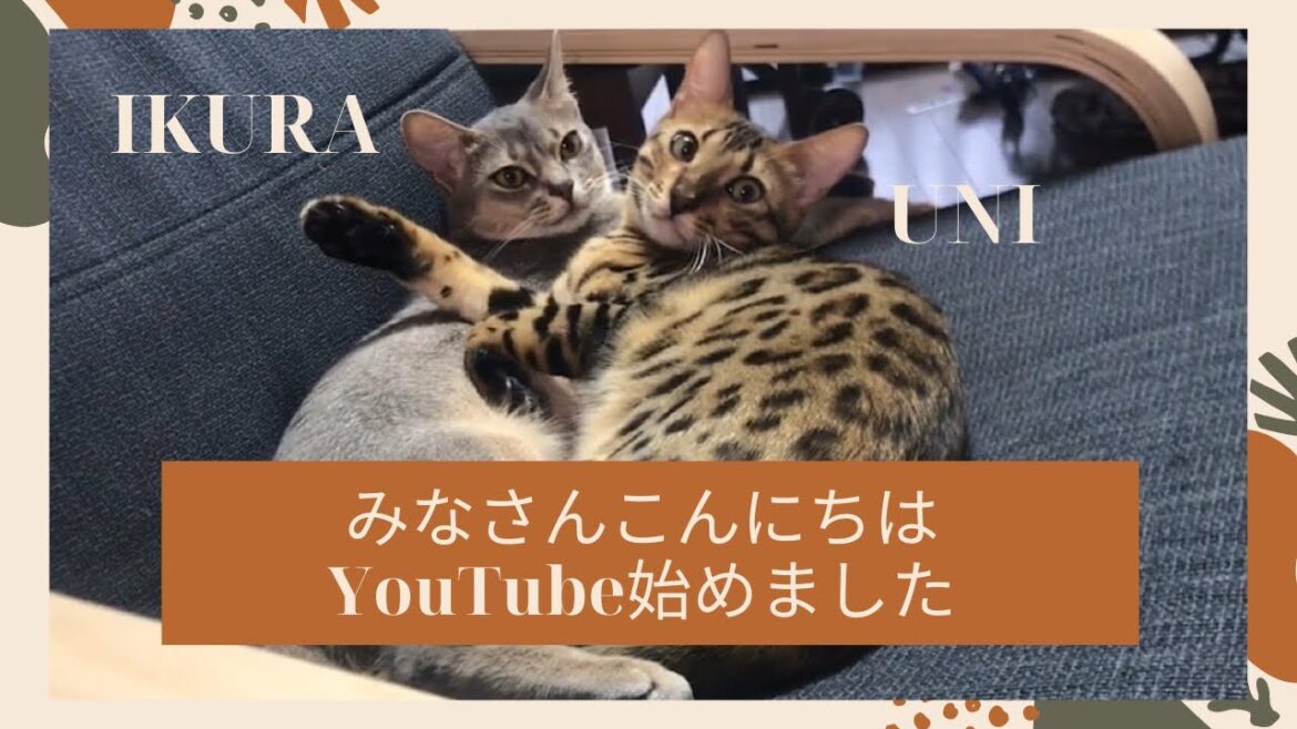 アビシニアンとベンガル 多頭飼いYouTuberになりました funny cat clips アビシニアンとベンガル 多頭飼いYouTuberになりました funny cat clips