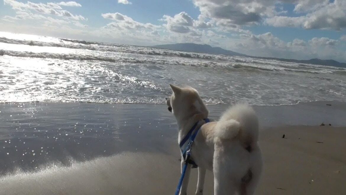 【秋田犬ゆうき】男はやはり日本海だと気合を入れに来たらびしょ濡れになる【akita dog】