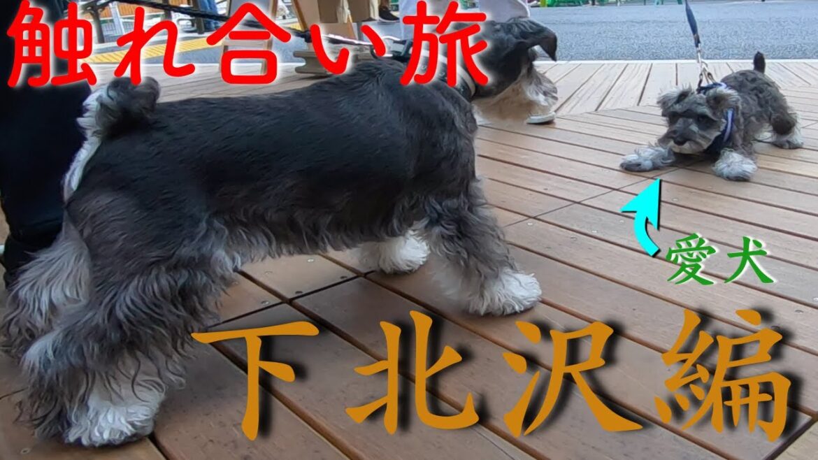 下北沢を散歩してたら大乱闘勃発!?【ミニチュアシュナウザー】