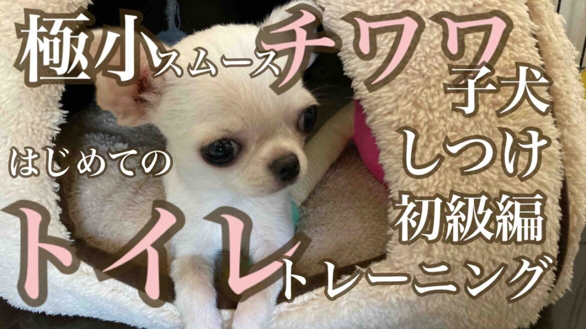 極小スムースチワワの子犬はじめてのトイレトレーニング初級編/子犬のしつけ/頑張っている姿がかわいいvlog