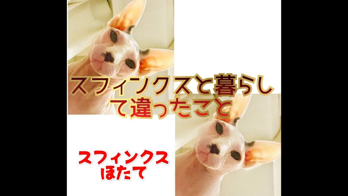 毛のない猫と暮らしてみた　スフィンクスほたて